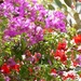 Bougainvillea  by foxes37