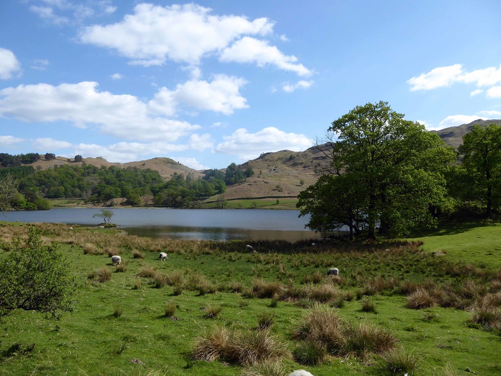 Rydal Water by cmp