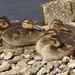  Mallard Ducklings  by susiemc