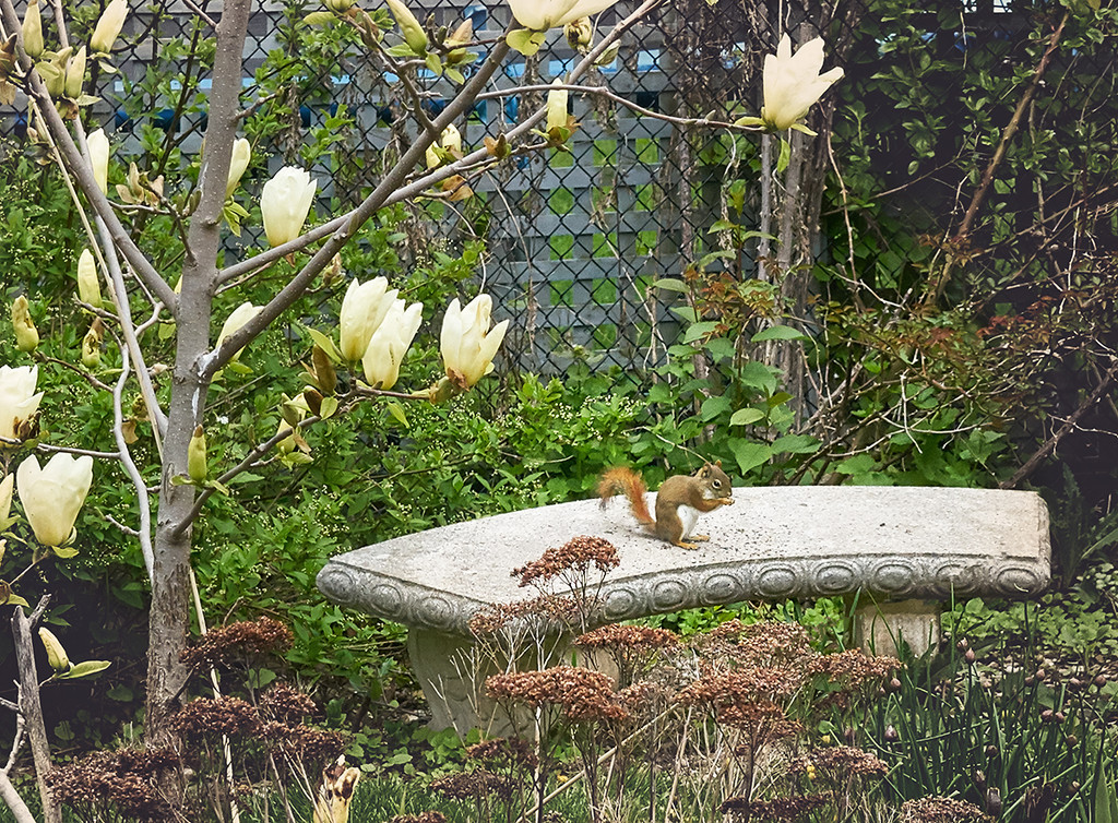 Tiny Squirrel by gardencat