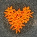 Orange heart.   by cocobella