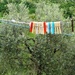Pegged Olive Tree by will_wooderson