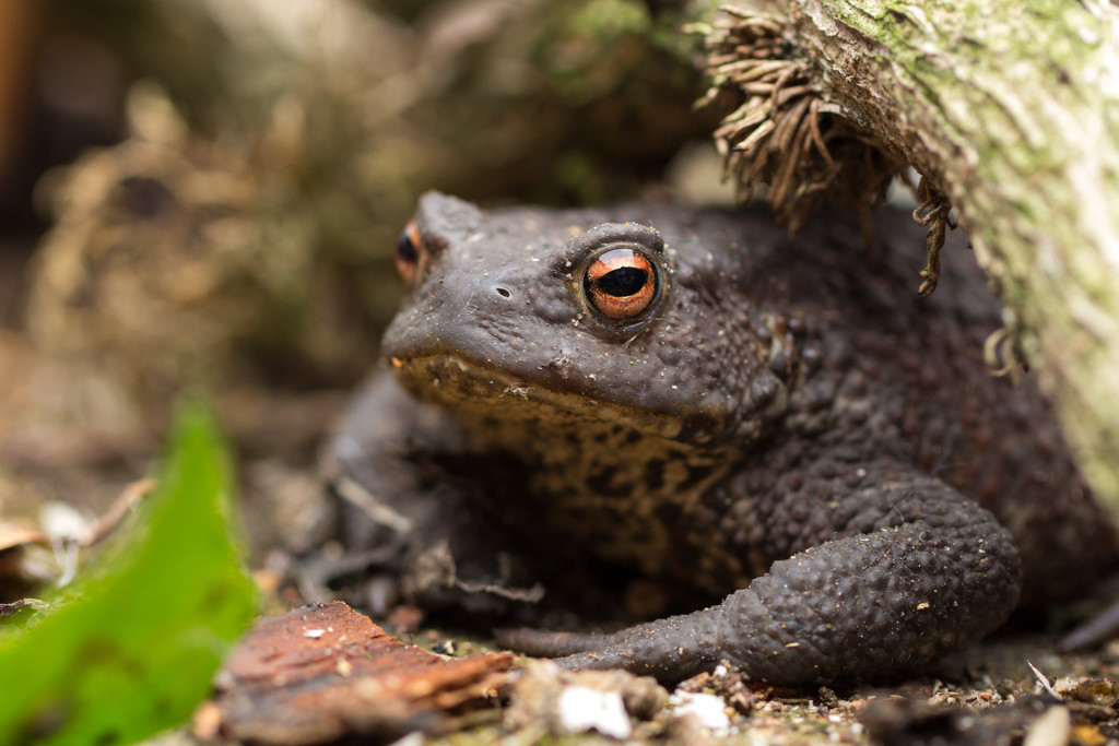 Mr Toad by callymazoo