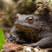 Mr Toad by callymazoo