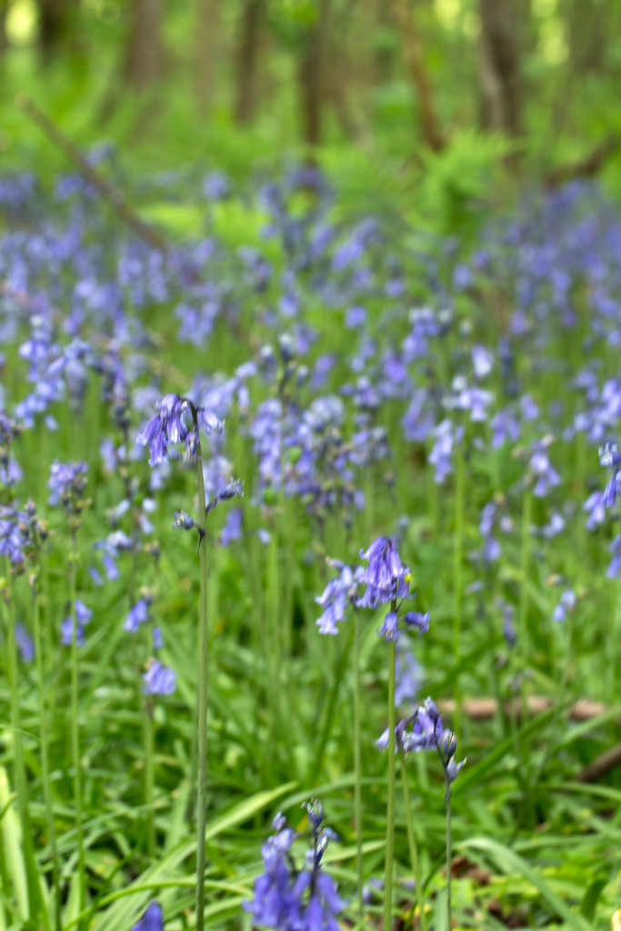 woodlend bluebells by callymazoo
