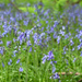 woodlend bluebells by callymazoo