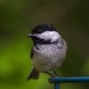 13th May 2017 - Black Capped Chickadee