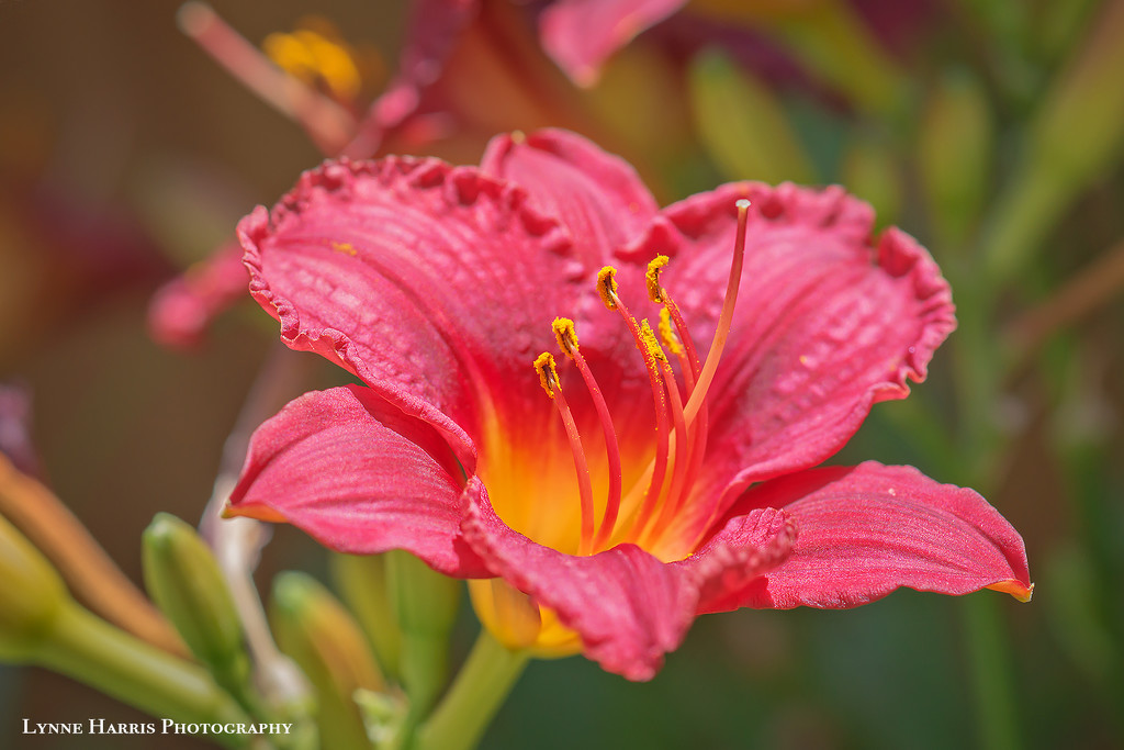 Day Lily by lynne5477