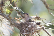 13th May 2017 - My First Hummingbird Nest