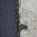 halfandhalf: asphalt/concrete-small by houser934