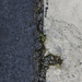 halfandhalf: asphalt/concrete-big by houser934