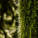 Mossy trees by inthecloud5
