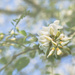Springtime Ornaments by lyndemc