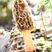 Morel Mushroom in your backyard by vera365