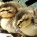 & 2 of her ducklings by amyk