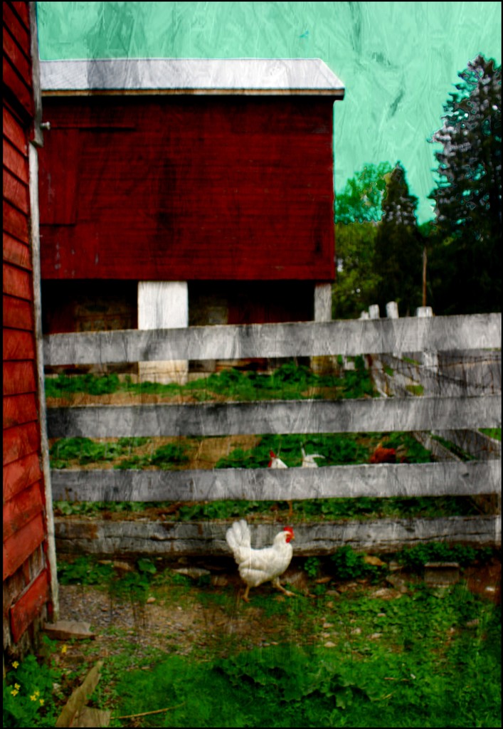 A Rooster in the Barnyard by olivetreeann