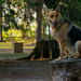 Dog on a Tree Stump! by rickster549