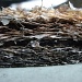 What happens to old type chipboard when wet :( by loey5150