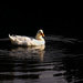 Pekin duck in the pond by dkbarnett