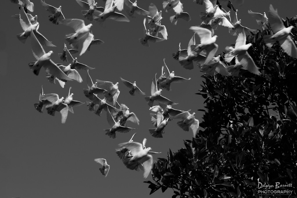 White homing pigeons at home ... by dkbarnett