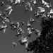 White homing pigeons at home ... by dkbarnett