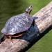 Painted Turtle Backside by rminer