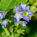 Blue Wildflowers  by rminer
