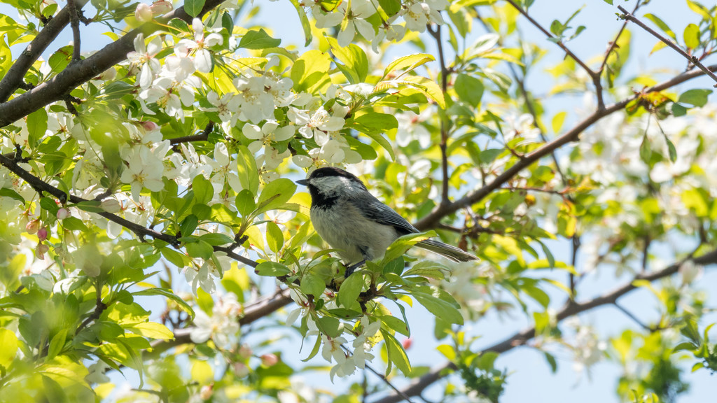 Chickadee in the blossoms  by rminer