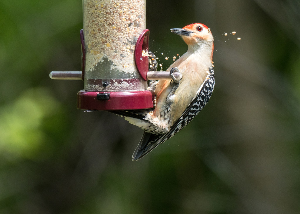 Woodpecker Throwing Seeds at the feeder by rminer