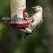 Woodpecker Throwing Seeds at the feeder by rminer