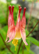 11th May 2017 - Red Columbine Crown