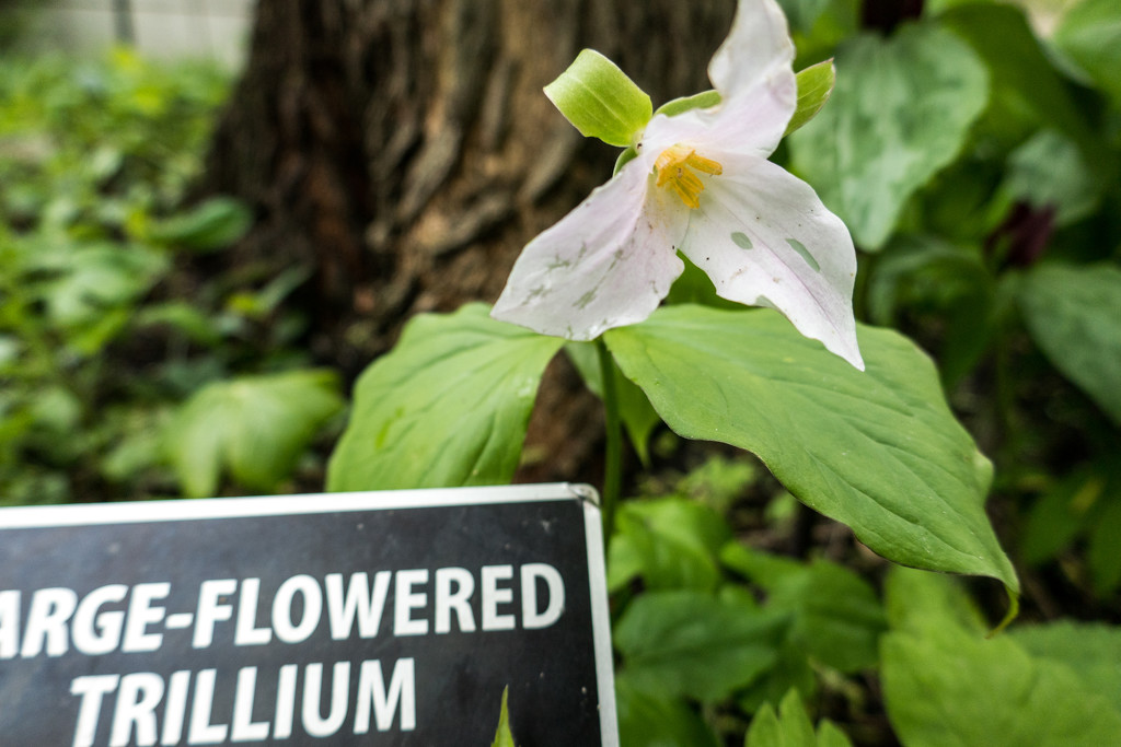 Large Flowered Trillium by rminer