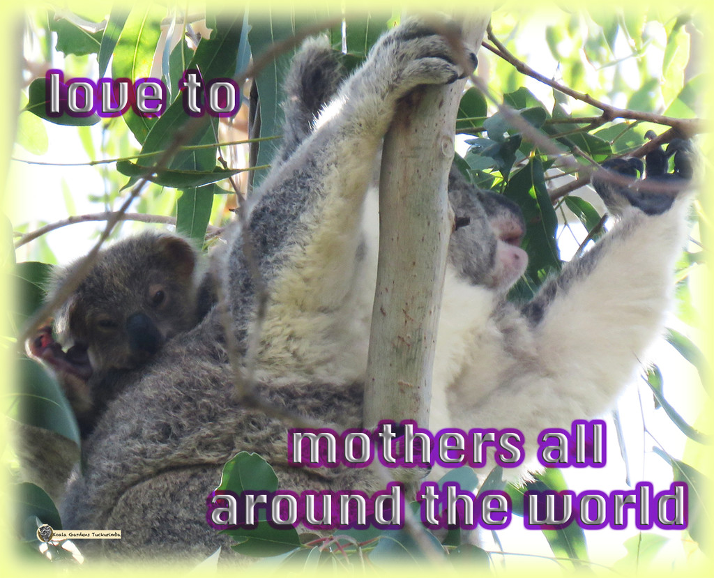 Happy Mothers Day by koalagardens