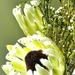 A white Protea....... by ludwigsdiana