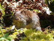 13th May 2017 -  Vole
