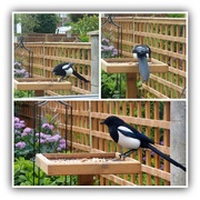 14th May 2017 - Mr Magpie at the " big bird " table 