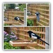 Mr Magpie at the " big bird " table  by beryl