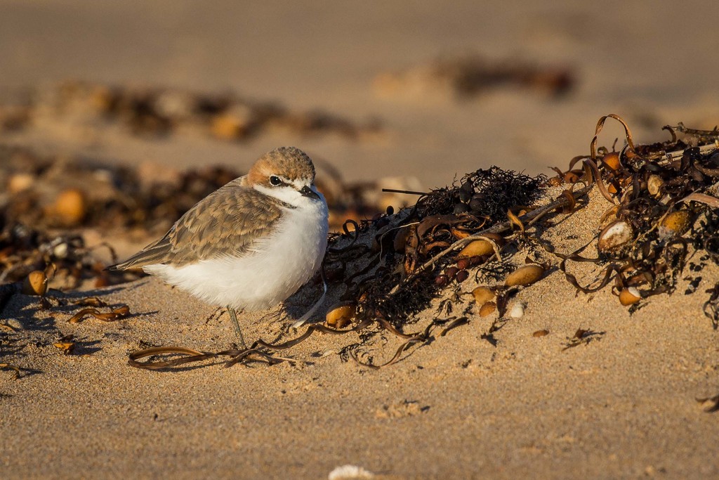 red-capped plover by pusspup