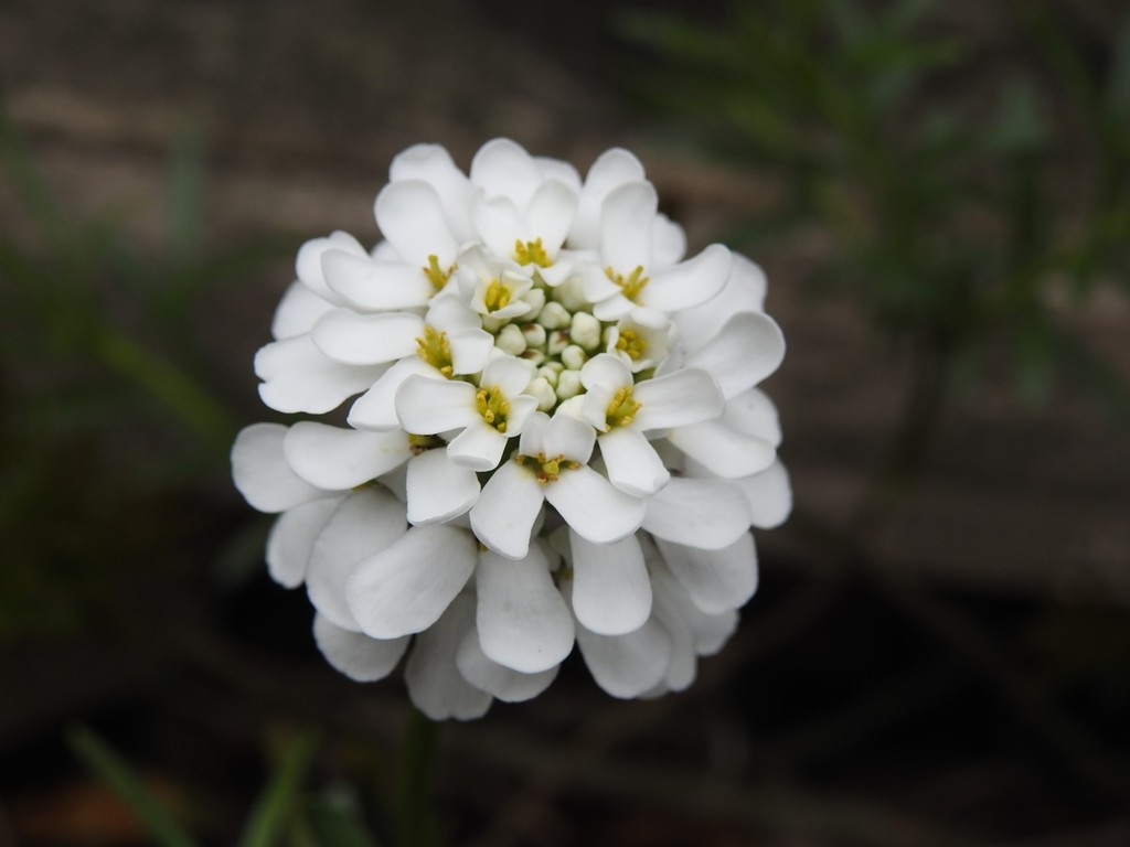 Candytuft by roachling