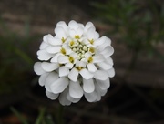 13th May 2017 - Candytuft