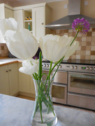 12th May 2017 - Tulips in kitchen