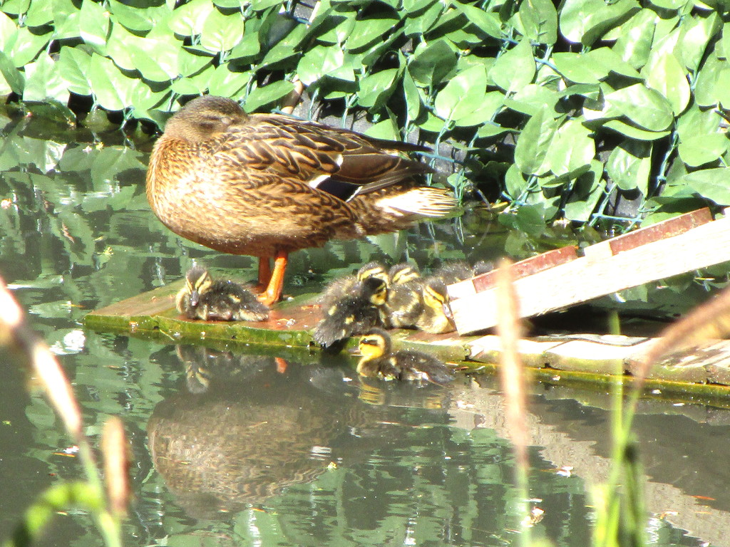 Cute Duckling Alert!! by davemockford