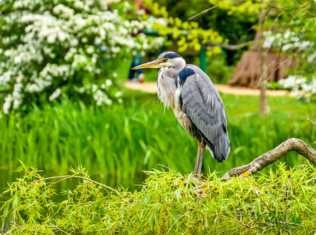Grey Heron By The Lake At Bletchley Park by carolmw