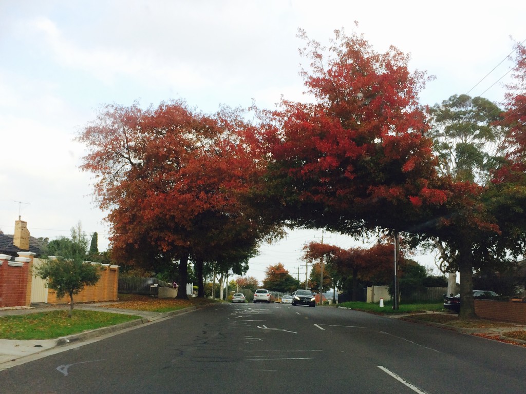 Autumn trees 🍂  by alia_801