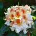 Rhododendron by gillian1912