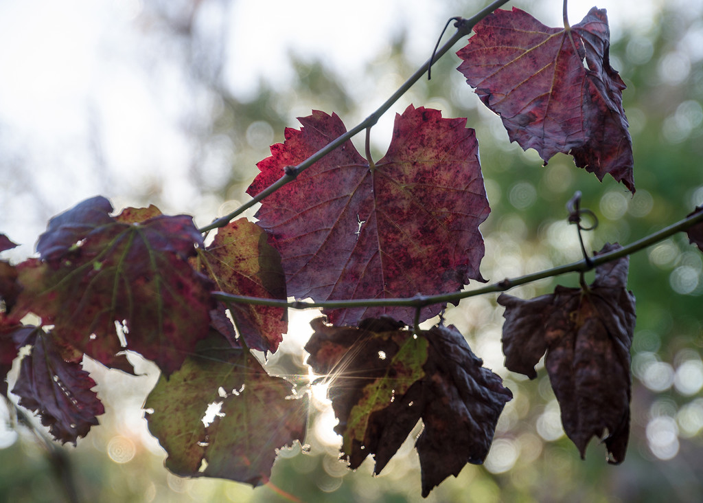 Vine Leaves by salza