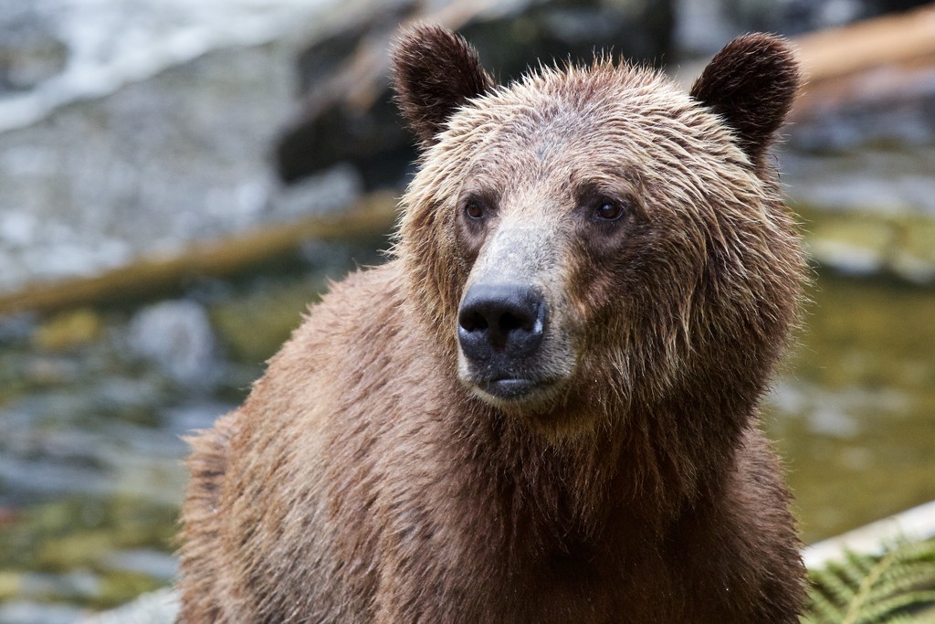 Female Grizzly Bear by padlock