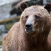 Female Grizzly Bear by padlock