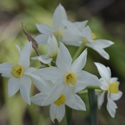 14th May 2017 - Flowering Already _DSC0458