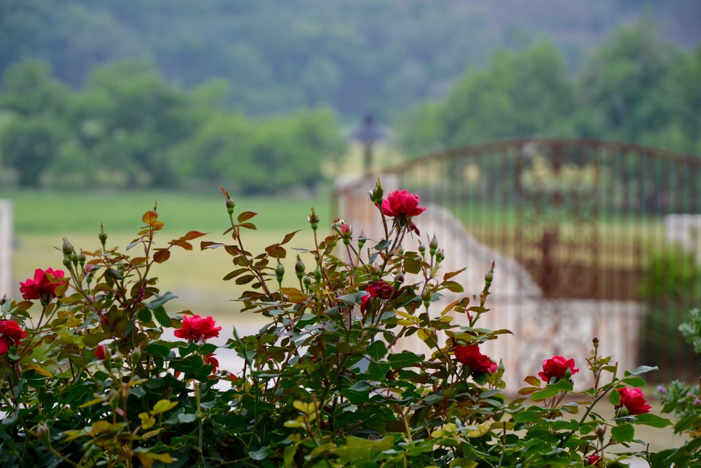 Winery roses for Mother's Day by louannwarren